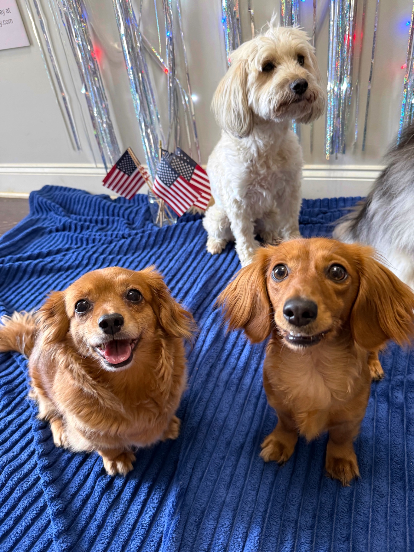 Furbaby Inn guest