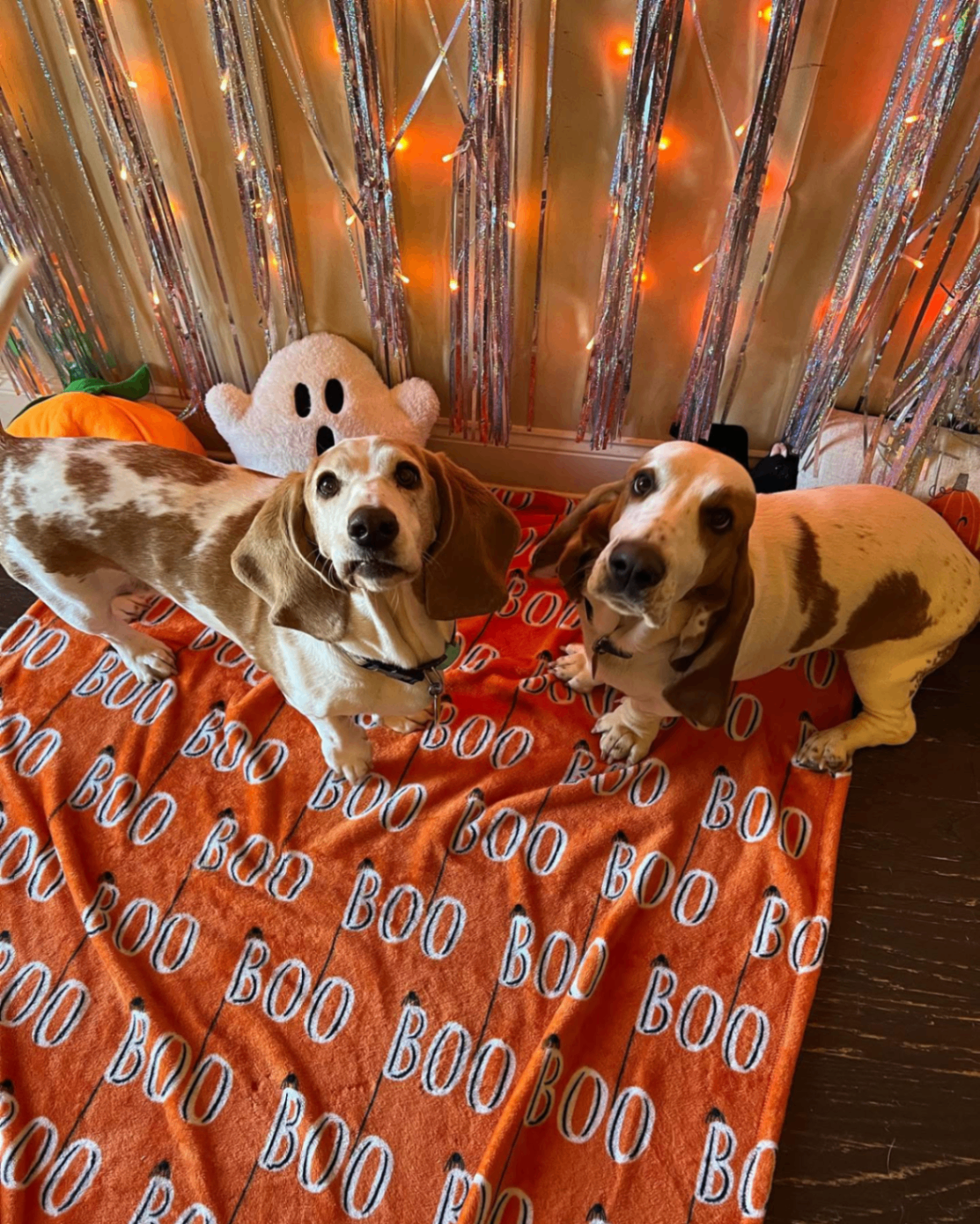Furbaby Inn guest