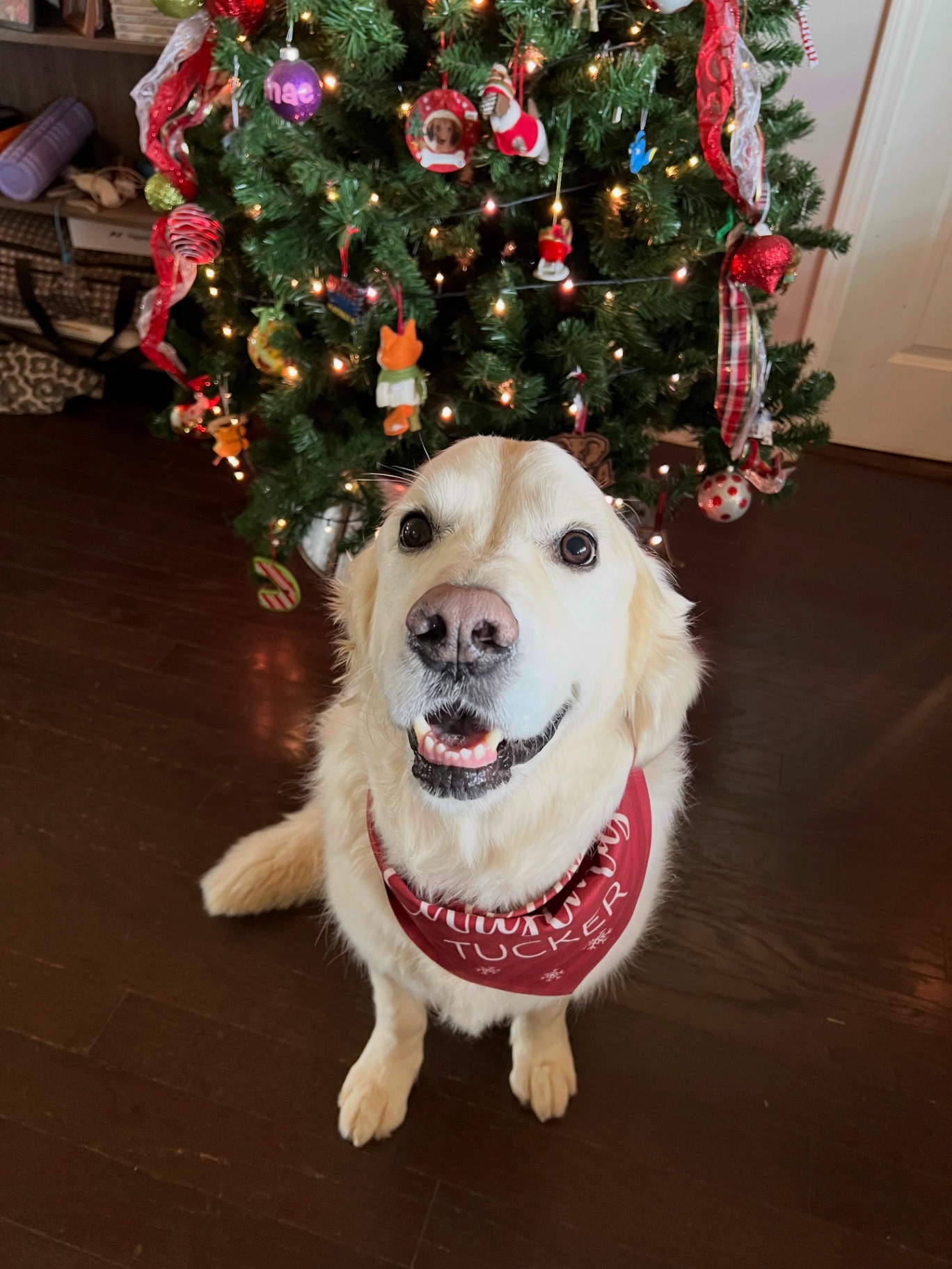 Furbaby Inn guest