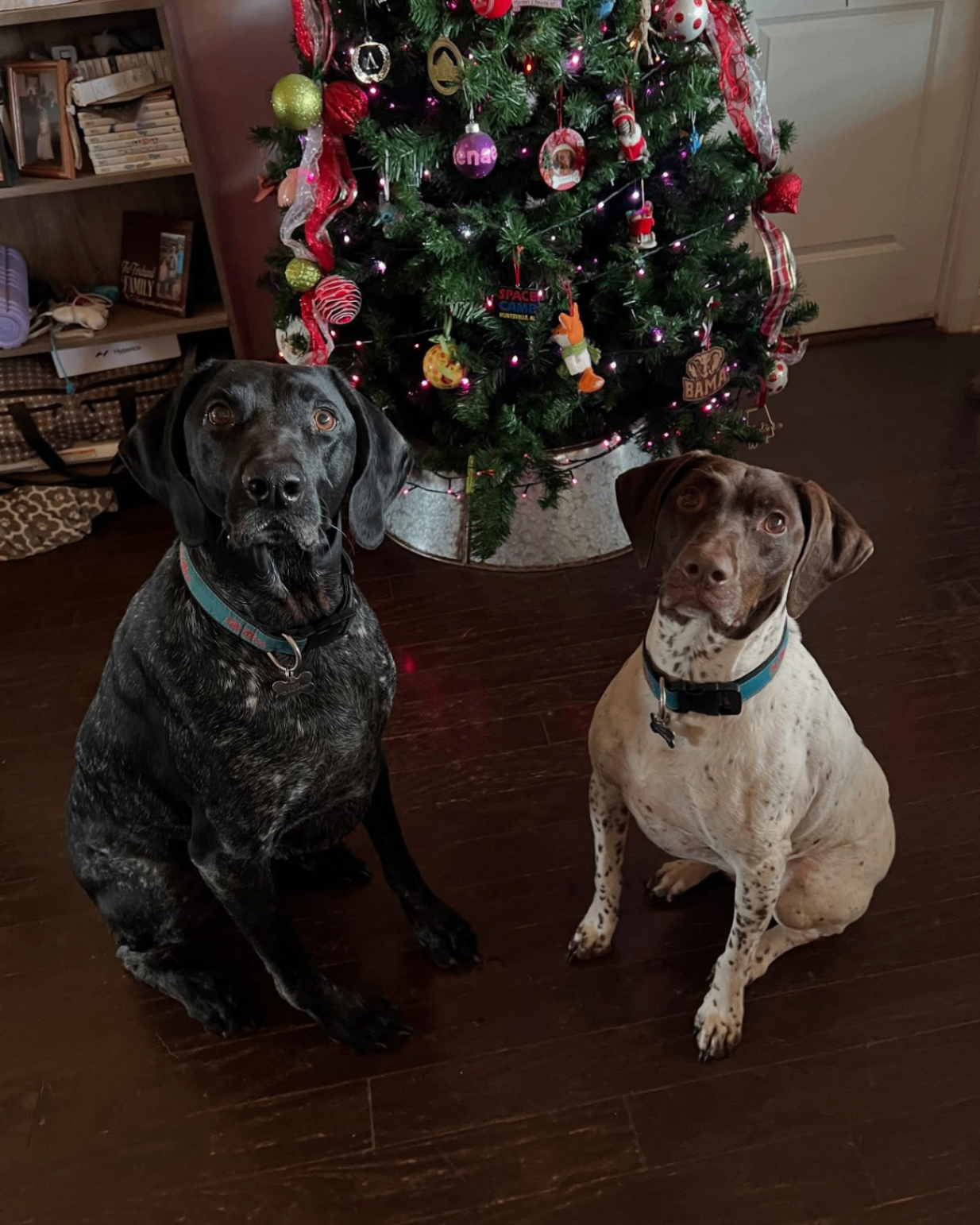 Furbaby Inn guest
