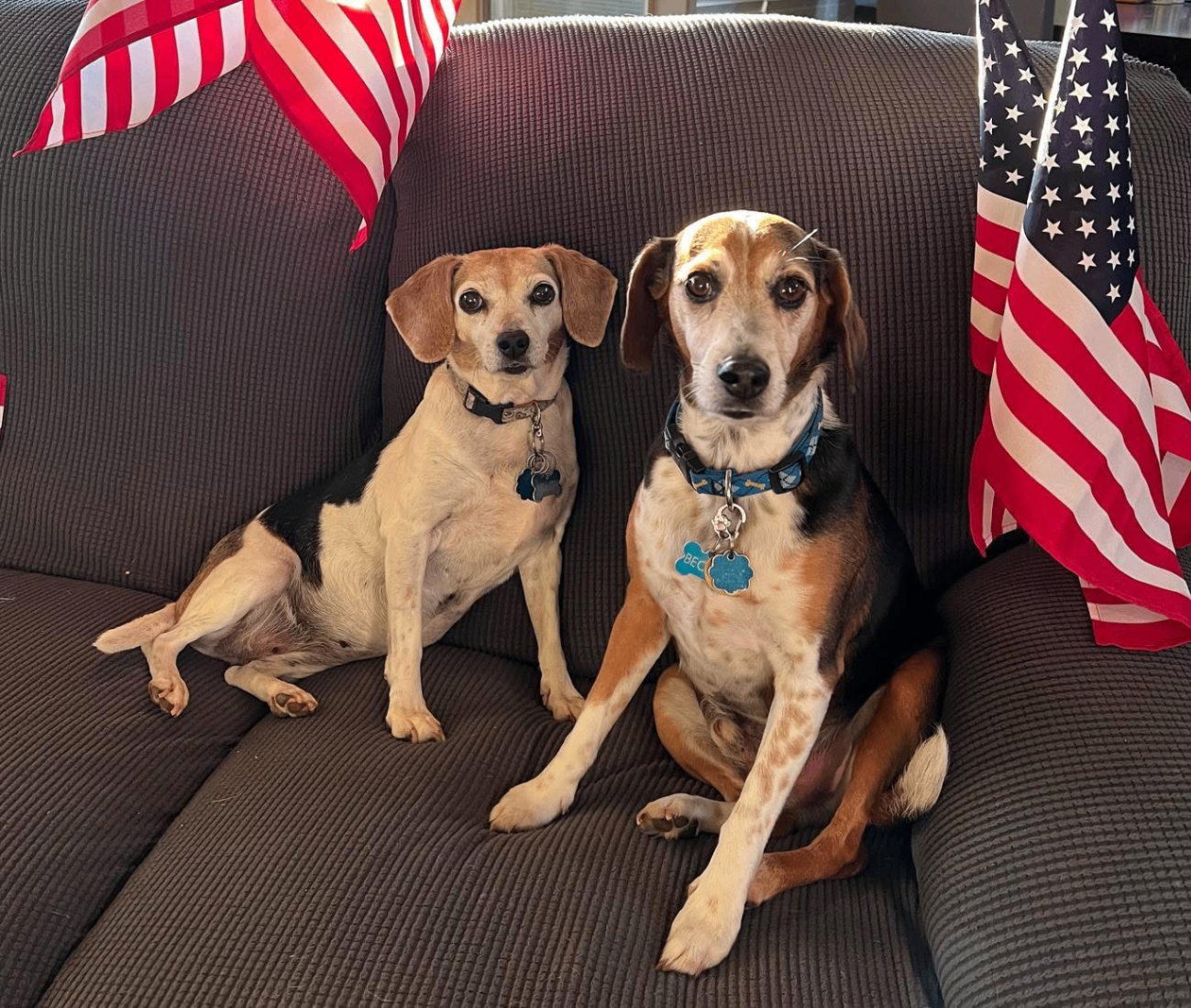 Furbaby Inn guest