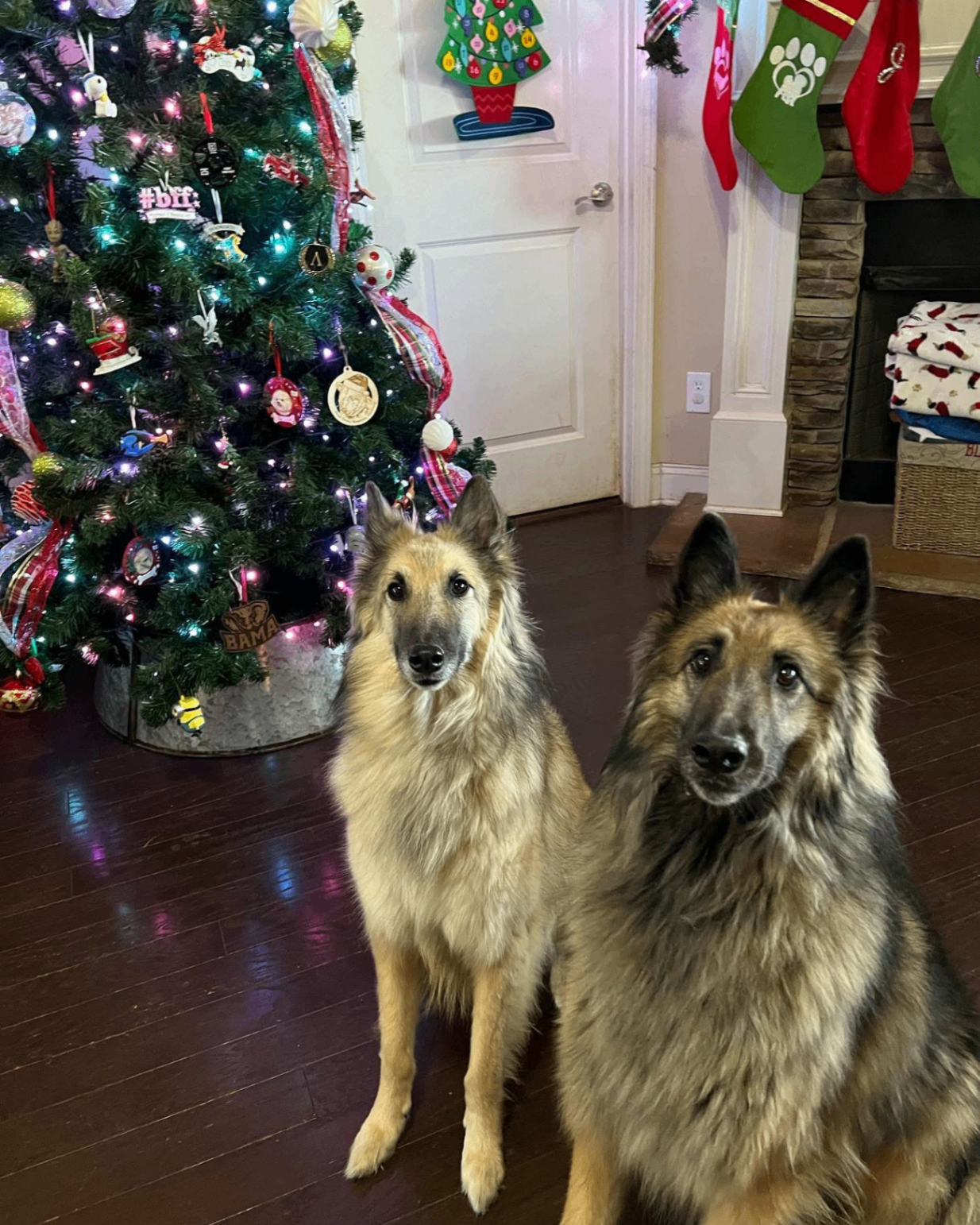 Furbaby Inn guest